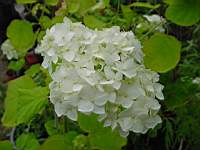 hyd arborescens grandiflora.JPG